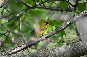 070 Warbler, Wilson's, 2023-05191698 Parker River NWR, MA